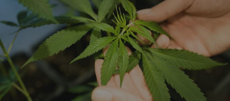 Marc-Boris St-Maurice : Légalisation du cannabis...le Québec est beaucoup trop frileux!